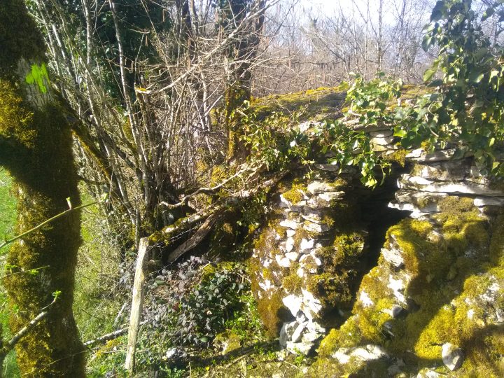 Caborde de Chaumois Boivin n11