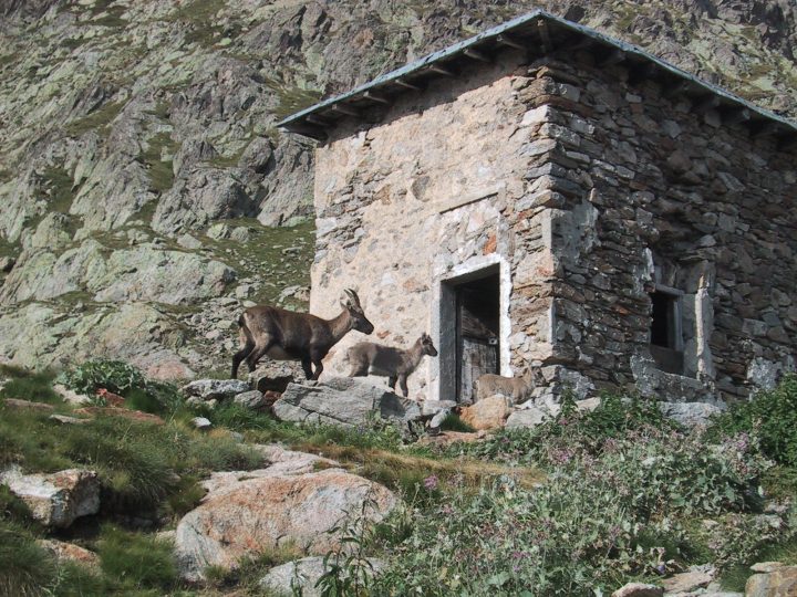 Baraque de Fenestre