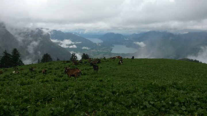 Chalets de l'Eau Froide