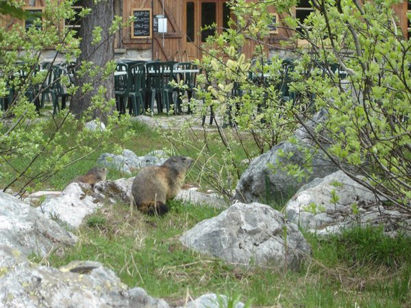 Chalet Refuge du Pré de Mme Carle