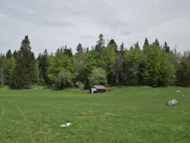 Baraque Forestière de la Sarna