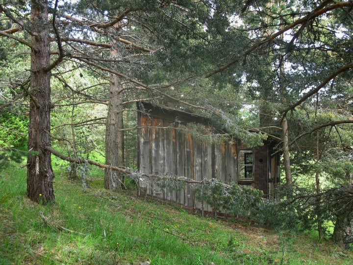 Cabane ruinée de la forêt de Côte Chèvre