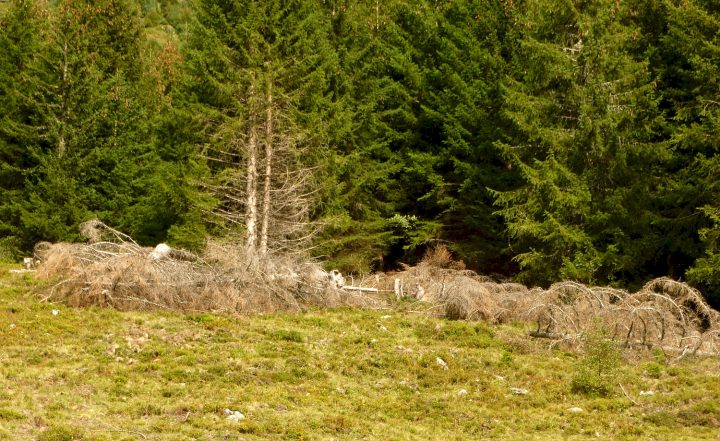 Bergerie de l'Aup Bernard