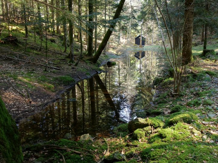 Cabane forestière de la Baraque Noire