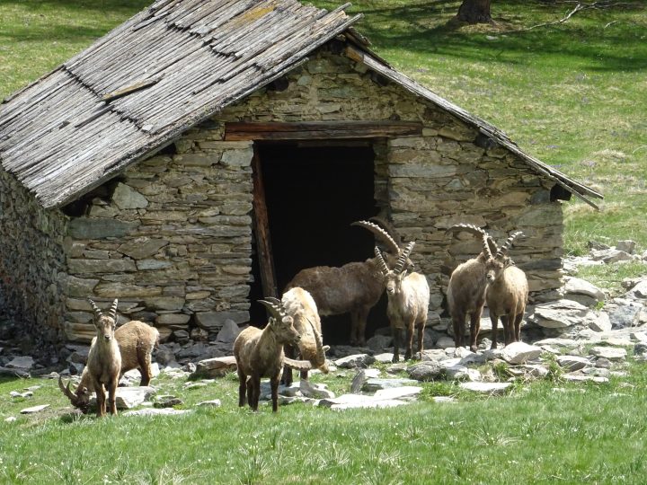 Chalet de la Medille