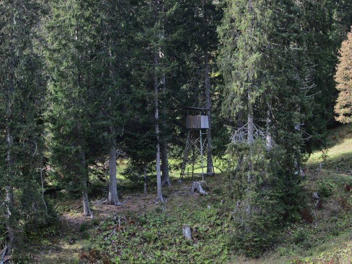 Cabane perchée d'observation du Nant des Brassets