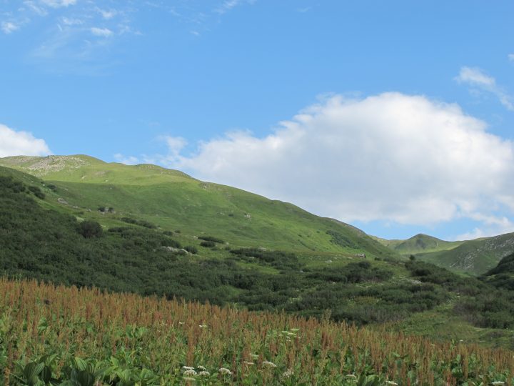 Cabane sous les Mûres Rouges