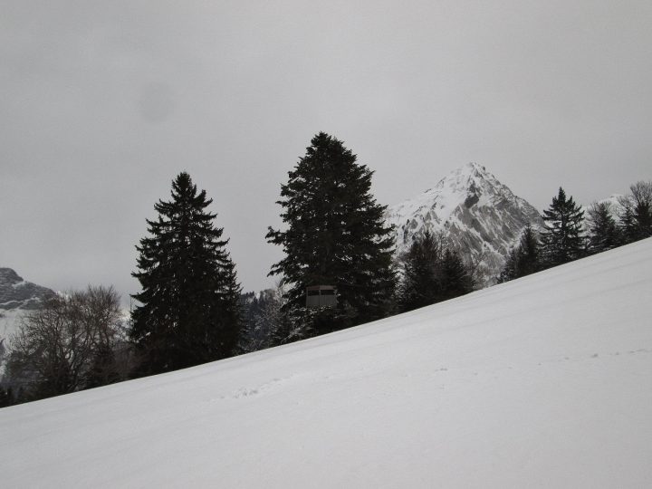 Cabane d'observation dans les arbres de Bottier