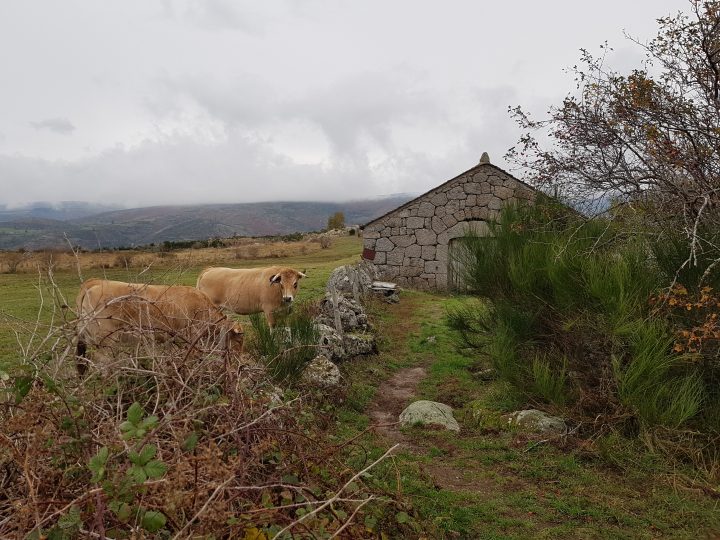 Jasse de Chanteloup