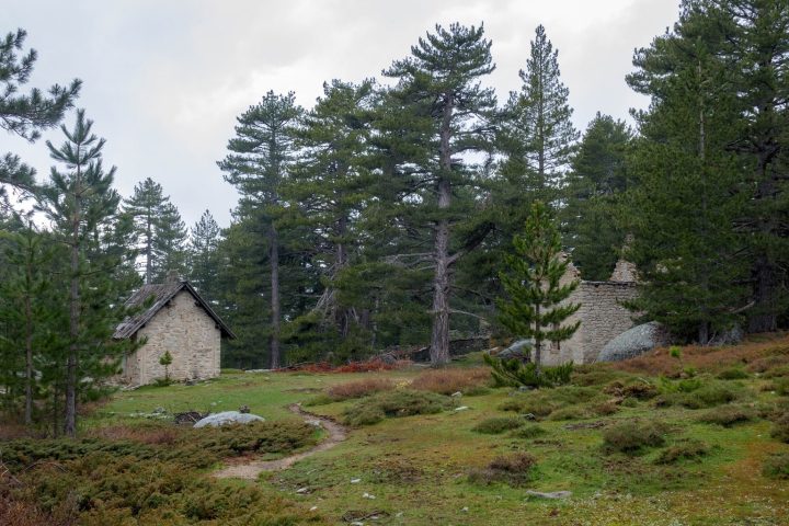 Abri forestier d'Alzu