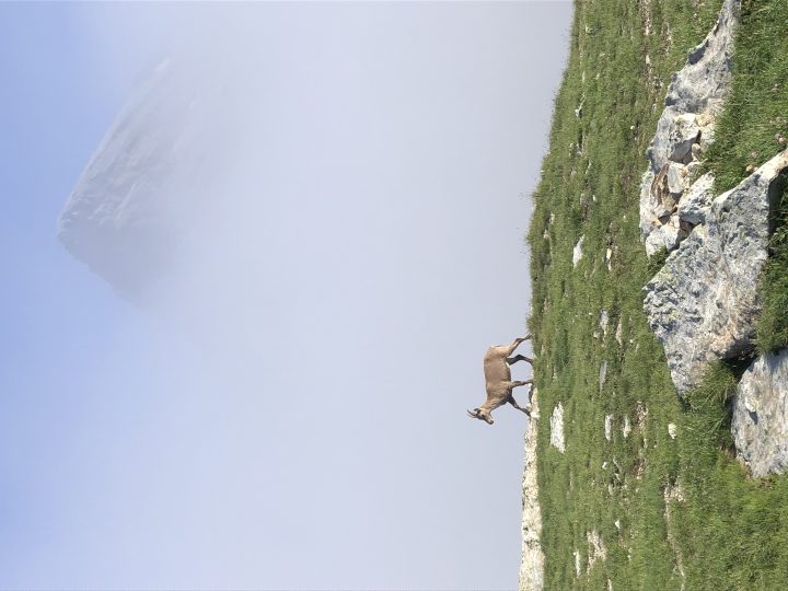 Bivacco Elio Bonfante alle Camoscere