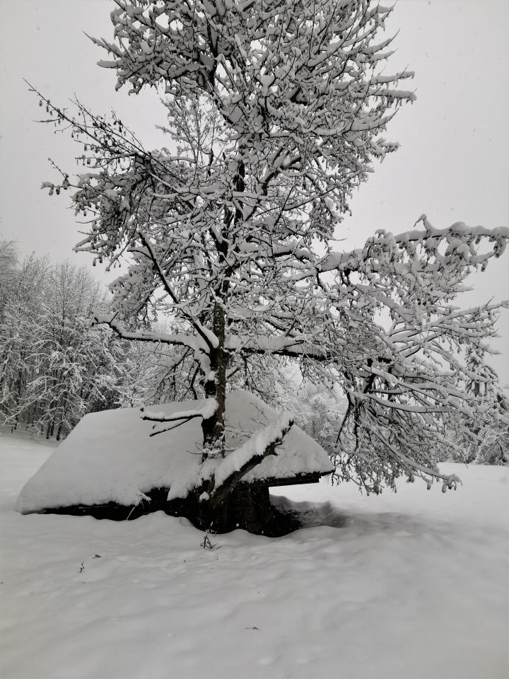 Abri de la clairière de la Revêche