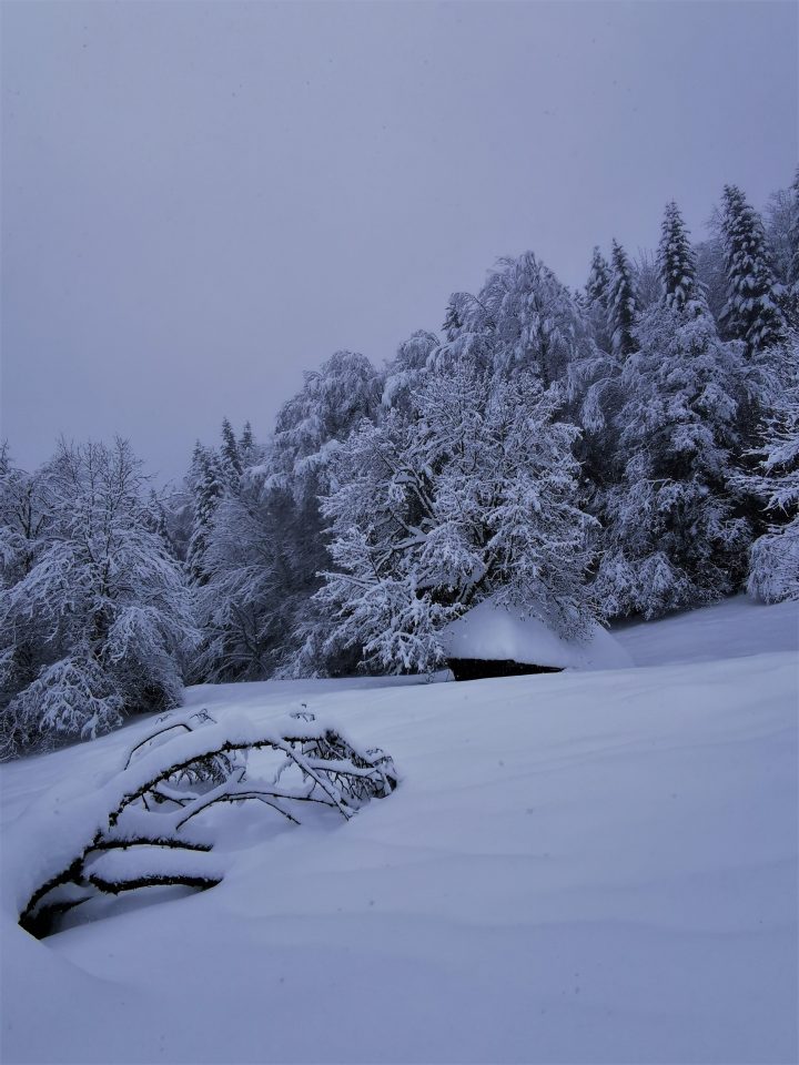 Abri de la clairière de la Revêche