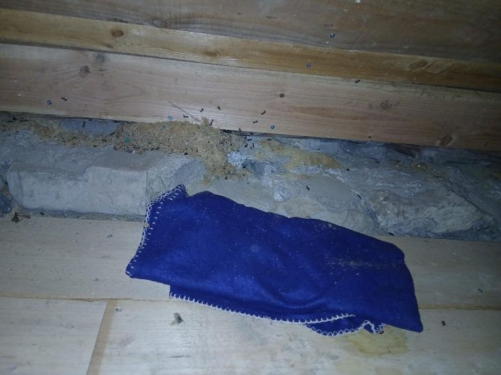 Cabane de LouPi