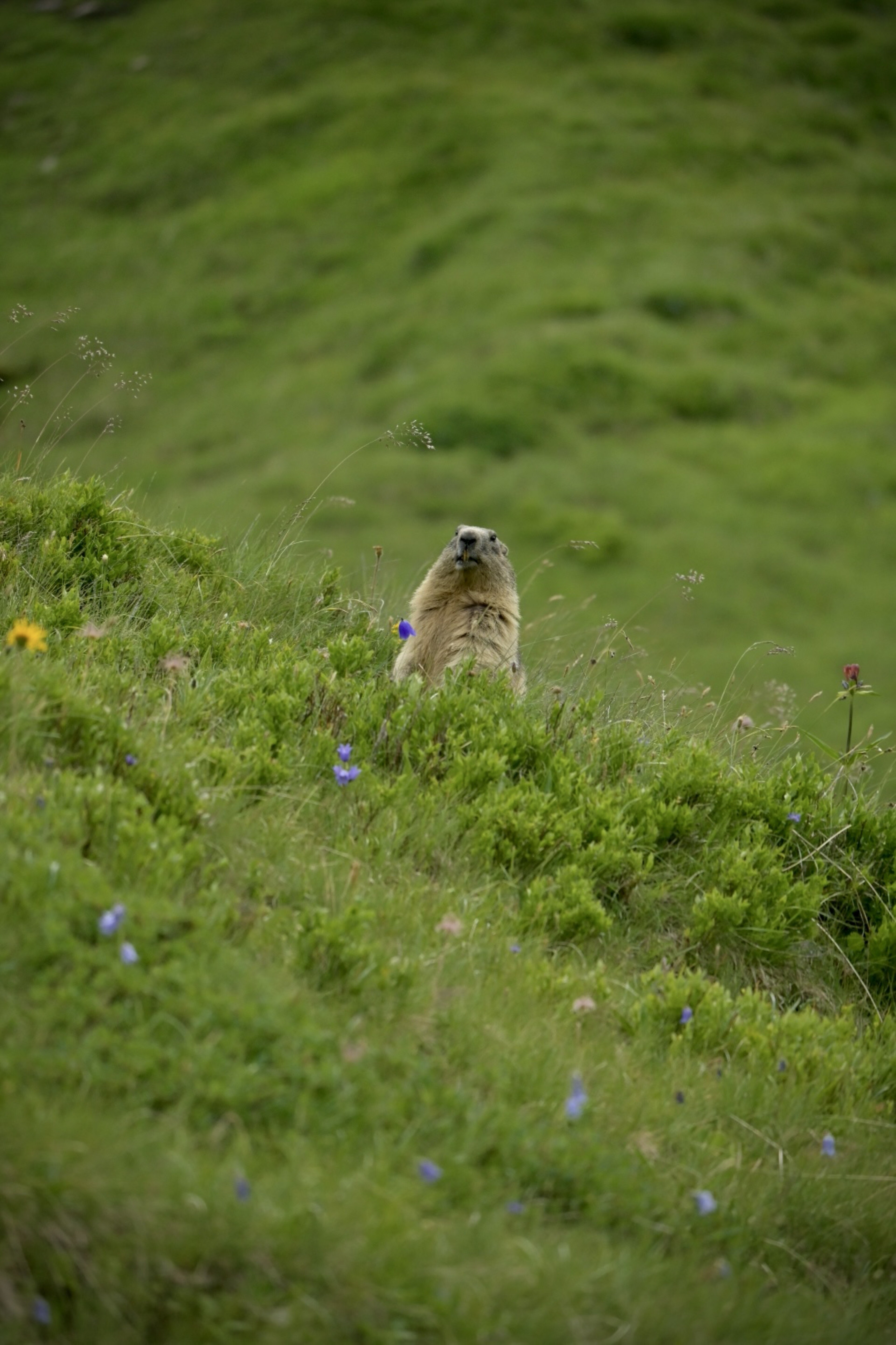 Marmotte